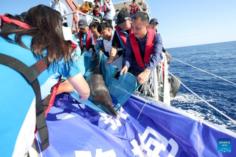 Δελφ?νι που ξεβρ?στηκε?στην ακτ? επιστρ?φει στη θ?λασσα μετ? απ? εξειδικευμ?νη περ?θαλψη στη ν?τια Κ?να