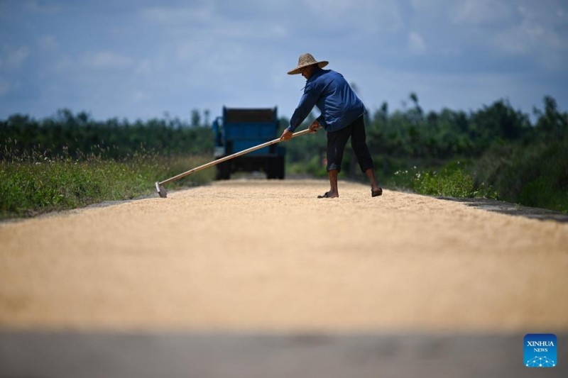 Η εποχ? τη? συγκομιδ?? του ρυζιο? ?φτασε στην επαρχ?α?Χα?ν?ν τη? Ν?τια? Κ?να?