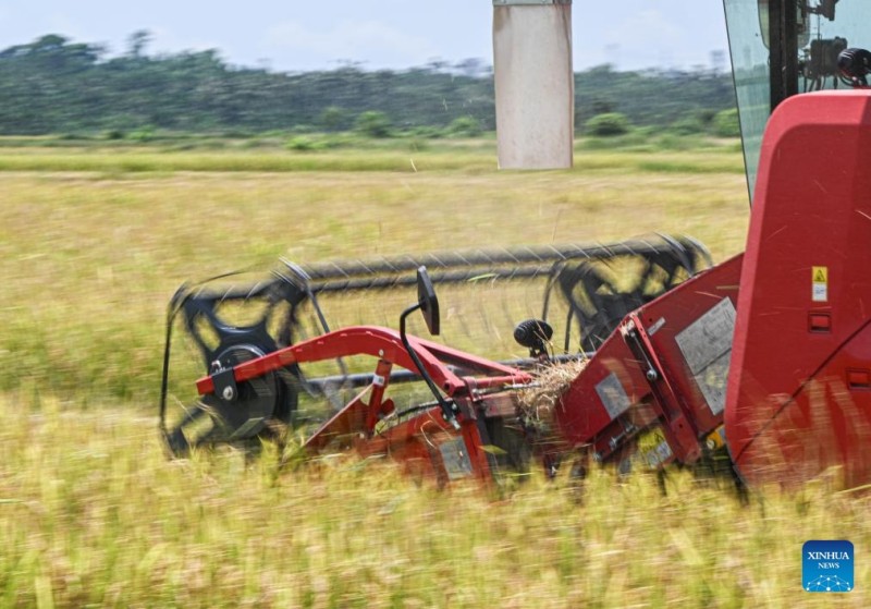 Η εποχ? τη? συγκομιδ?? του ρυζιο? ?φτασε στην επαρχ?α?Χα?ν?ν τη? Ν?τια? Κ?να?