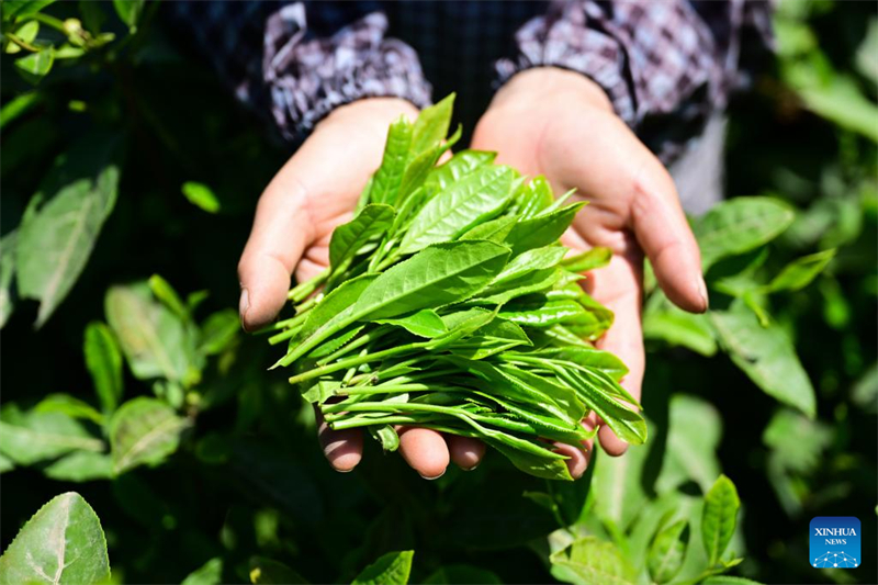 Εθνικ? ?υλη πολιτιστικ? κληρονομι? - τεχνικ? παρασκευ?? του τσαγιο? Τα?π?νγκ Χοουγκου?ι