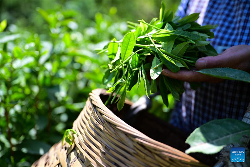 Εθνικ? ?υλη πολιτιστικ? κληρονομι? - τεχνικ? παρασκευ?? του τσαγιο? Τα?π?νγκ Χοουγκου?ι