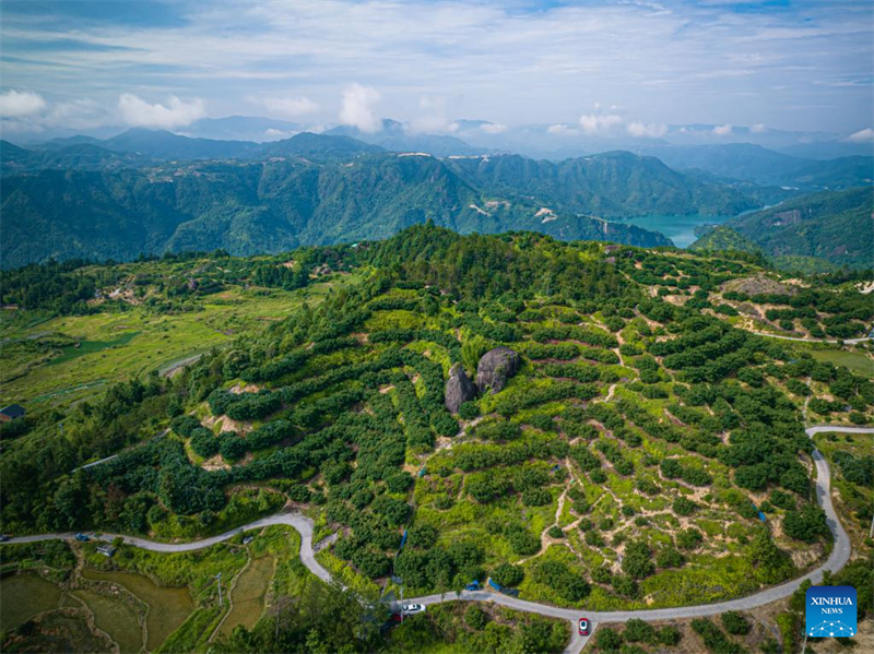 Η επαρχ?α Τζετζι?νγκ εξ?γει φρ?σκα κηρ?δη μο?ρα Ντονγκου?ι στη Γερμαν?α