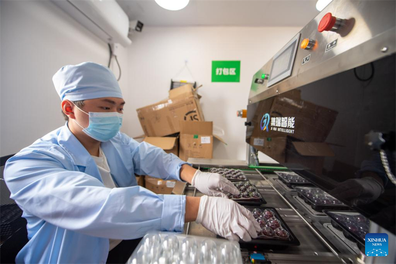 Η επαρχ?α Τζετζι?νγκ εξ?γει φρ?σκα κηρ?δη μο?ρα Ντονγκου?ι στη Γερμαν?α