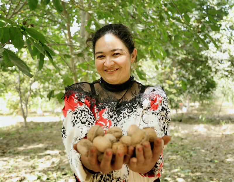 Εικ?νε? καλ?? συγκομιδ?? απ? το Σιντζι?νγκ
