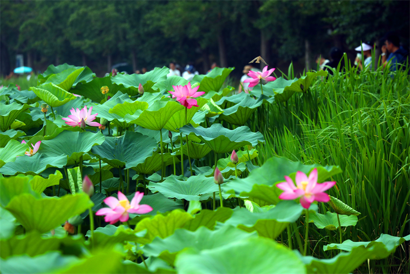 Στι? 29 Ιουν?ου του 2025, στο Πεκ?νο, οι τουρ?στε? επισκ?πτονταν το Γιουανμινγκγιου?ν και απολ?μβαναν τα λουλο?δια λωτο?. (Φωτογραφ?α / Λα?κ? Καθημεριν? Online)