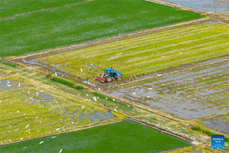 Αεροφωτογραφ?α απ? drone που τραβ?χτηκε στι? 14 Ιουλ?ου του 2025 δε?χνει ?ναν χωρικ? να χειρ?ζεται μηχαν?ματα για να οργ?σει το χωρ?φι στην π?λη Γιουγι?ο τη? επαρχ?α? Τζετζι?νγκ. (Φωτογραφ?α / Xinhua)