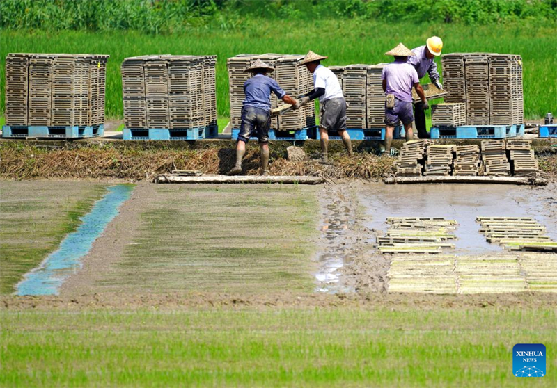 Κιν?ζοι χωρικο? απασχολο?νται με αγροτικ?? εργασ?ε?