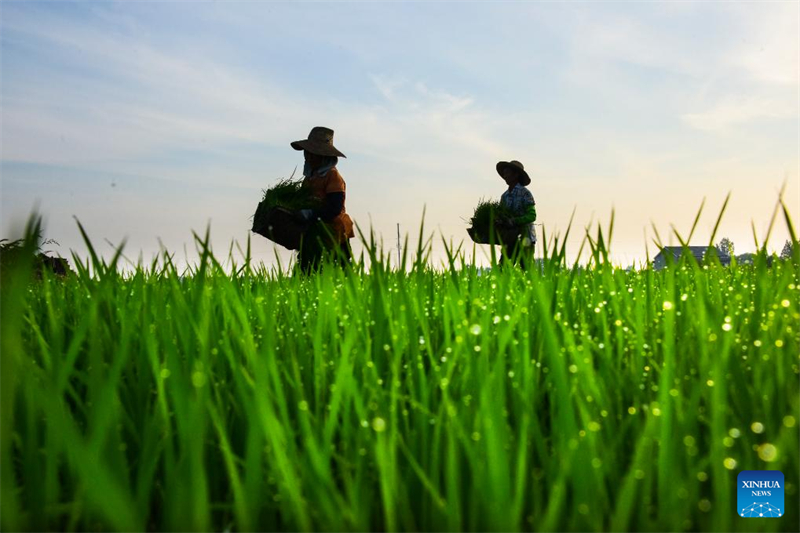 Κιν?ζοι χωρικο? απασχολο?νται με αγροτικ?? εργασ?ε?
