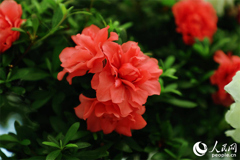 Η φωτογραφ?α δε?χνει φυτ? μπονσ?ι αζαλ?α? μ?σα στο Οικολογικ? Π?ρκο Αζαλ?α? Σαντ?νγκ στην κωμ?πολη Γιονγκφο? τη? επαρχ?α Φουτζι?ν. (Φωτογραφ?α / Λα?κ? Καθημεριν? Online)