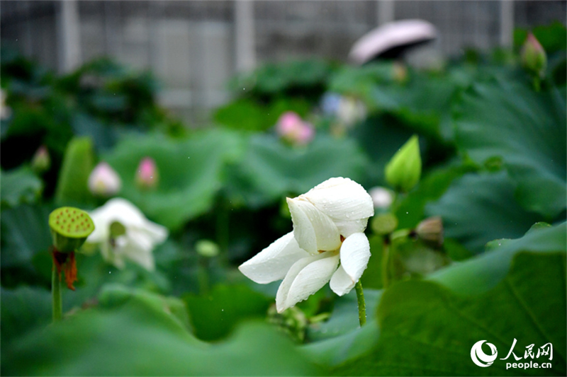 Η φωτογραφ?α δε?χνει ?να ανθισμ?νο λουλο?δι λωτο? στο εκθεσιακ? π?ρκο επιστ?μη? και τεχνολογ?α? λωτο? στην κομητε?α Γκουανγκτσ?νγκ τη? επαρχ?α? Τζιανγκσ?. (Φωτογραφ?α / Λα?κ? Καθημεριν? Online)