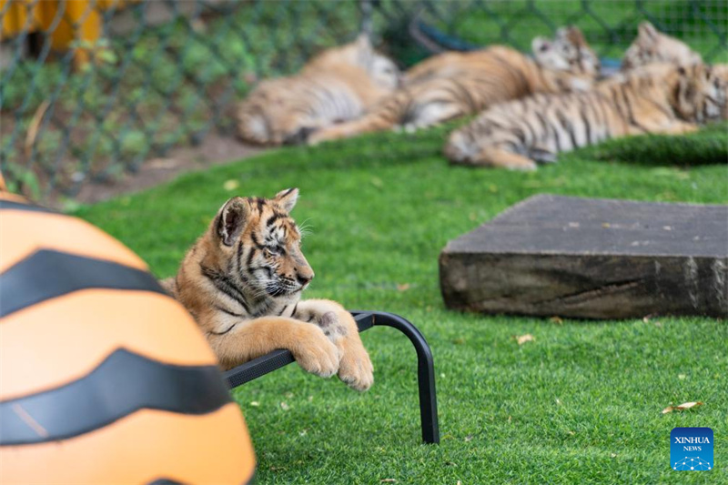 Μικρ?? τ?γρει? φα?νονται στο Π?ρκο Σιβηρικ?? Τ?γρη? στην π?λη Χαρμπ?ν τη? επαρχ?α? Χε?λονγκτζι?νγκ, στι? 29 Ιουλ?ου του 2025. (Φωτογραφ?α / Xinhua)
