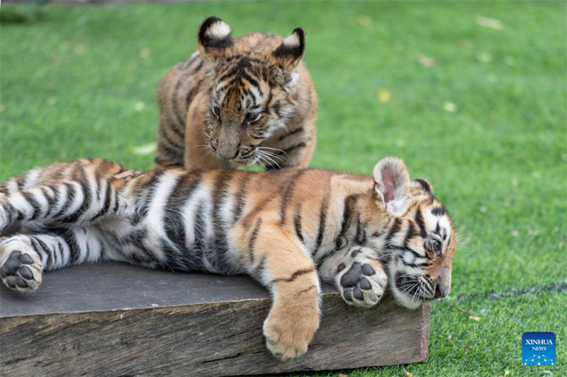 Εκδηλ?σει? για την Παγκ?σμια Ημ?ρα τη? Τ?γρη? στην π?λη Χαρμπ?ν