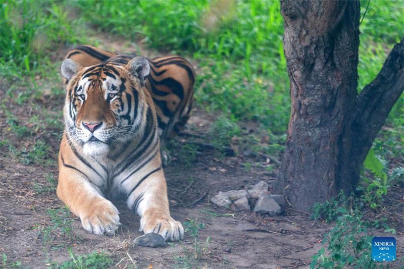 Εκδηλ?σει? για την Παγκ?σμια Ημ?ρα τη? Τ?γρη? στην π?λη Χαρμπ?ν