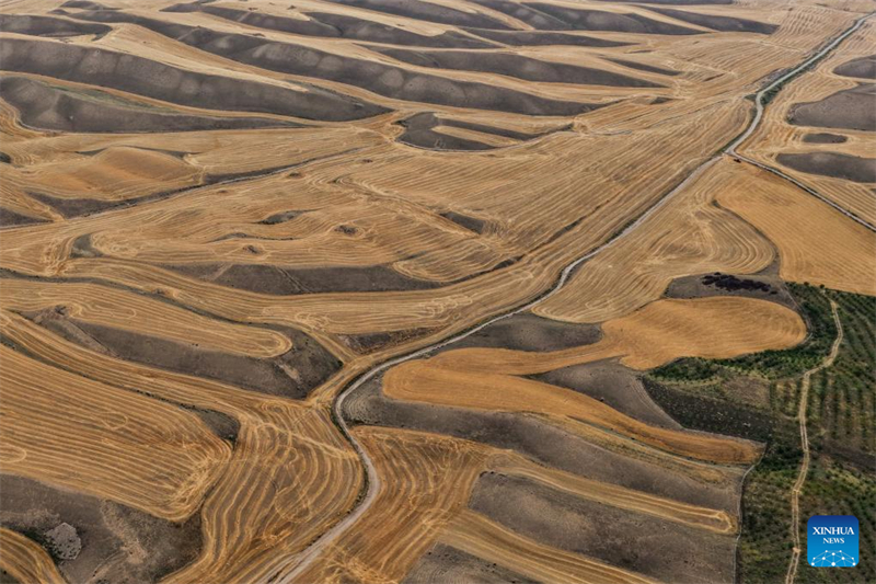 ?ριμο σιτ?ρι ?τοιμο για συγκομιδ? στην επαρχ?α Σιντζι?νγκ