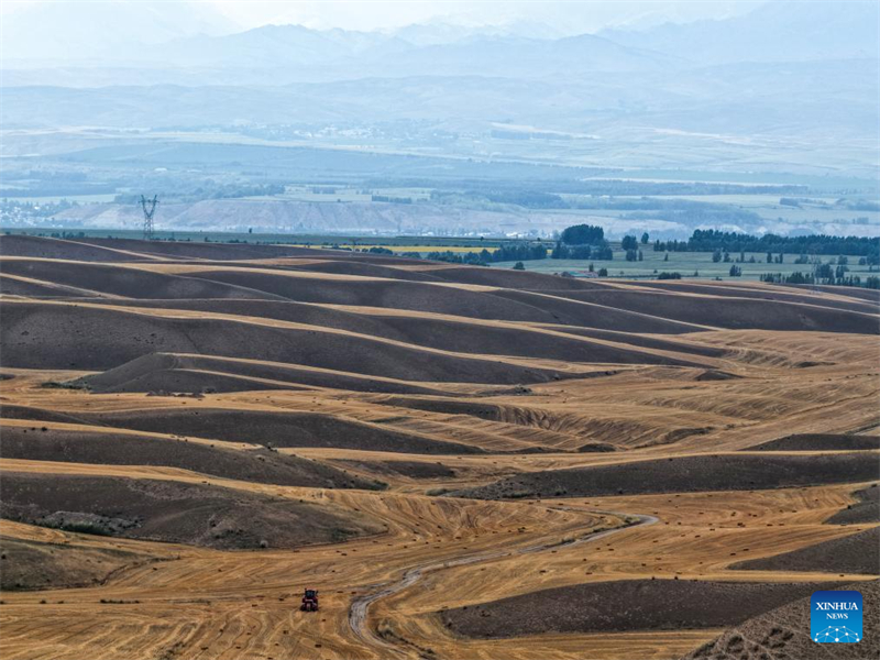 ?ριμο σιτ?ρι ?τοιμο για συγκομιδ? στην επαρχ?α Σιντζι?νγκ