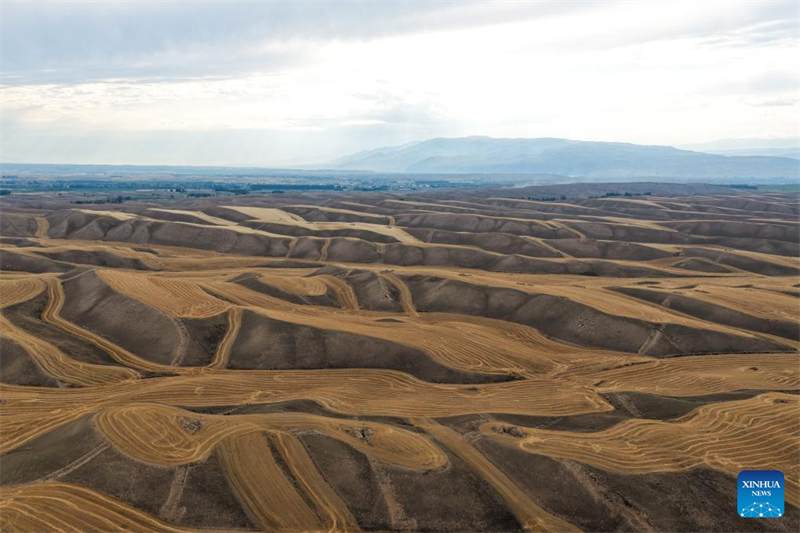 Αεροφωτογραφ?α απ? drone που ελ?φθη στι? 31 Ιουλ?ου του 2025 δε?χνει χωρ?φια με σιτ?ρι στην κομητε?α Τ?κε? τη? Αυτ?νομη? Περιοχ?? των Ουιγο?ρων τη? επαρχ?α? Σιντζι?νγκ. (Φωτογραφ?α / Xinhua)