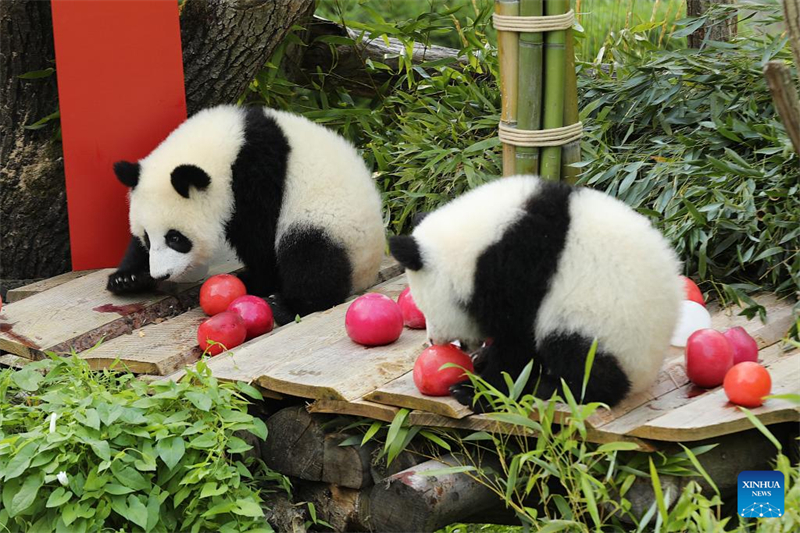 Το δε?τερο ζε?γο? δ?δυμων Π?ντα που γενν?θηκαν στη Γερμαν?α γιορτ?ζει τα πρ?τα του γεν?θλια