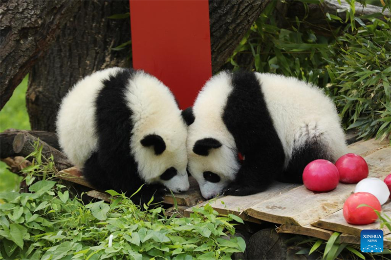 Το δε?τερο ζε?γο? δ?δυμων Π?ντα που γενν?θηκαν στη Γερμαν?α γιορτ?ζει τα πρ?τα του γεν?θλια