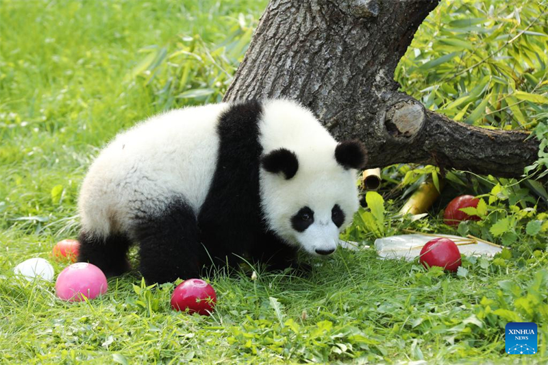 Το Γιγ?ντιο Π?ντα Λ?νι (Leni), γνωστ? στα κινεζικ? ω? Μ?νγκ Χ?ο (Meng Hao), φα?νεται στο ζωολογικ? κ?πο του Βερολ?νου στο Βερολ?νο τη? Γερμαν?α?, στι? 22 Αυγο?στου του 2025. (Φωτογραφ?α / Xinhua)