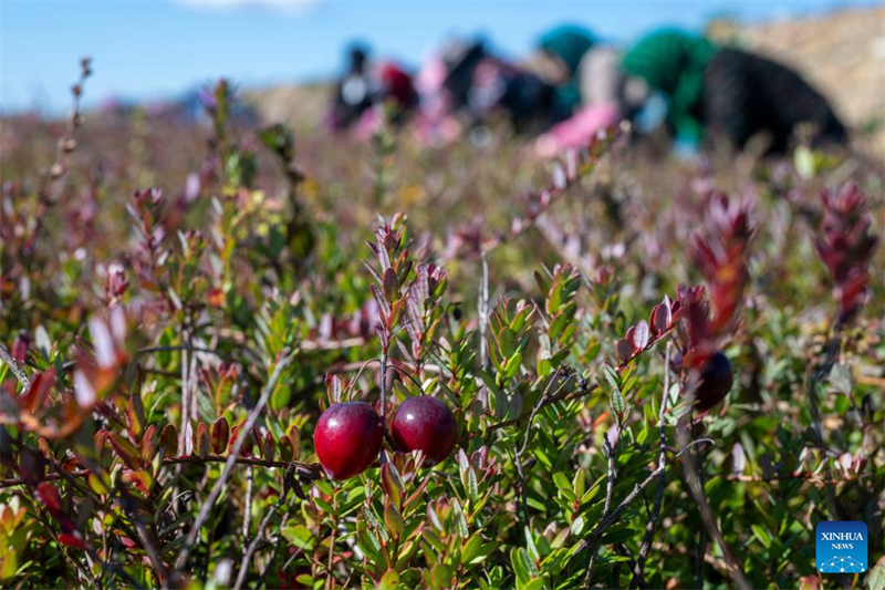 Βατ?μουρα σε β?ση καλλι?ργεια? βατ?μουρων στην π?λη Φουγιου?ν τη? επαρχ?α? Χε?λονγκτζι?νγκ, στι? 21 Σεπτεμβρ?ου του 2025. (Φωτογραφ?α / Xinhua)