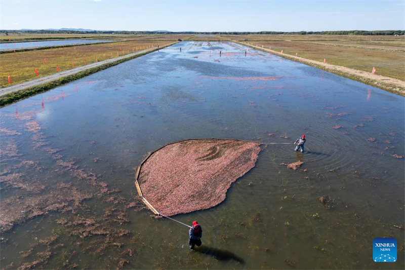 Φεστιβ?λ συγκομιδ?? βατ?μουρων στην π?λη Φουγιου?ν