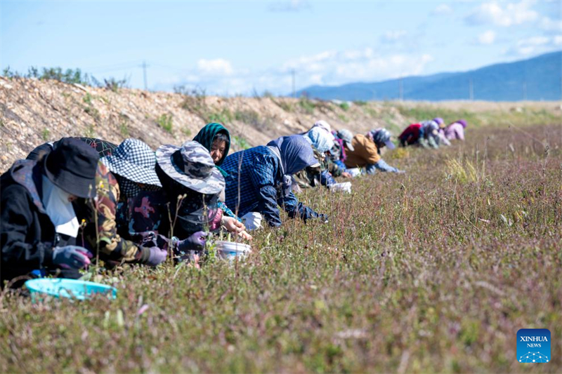 Φεστιβ?λ συγκομιδ?? βατ?μουρων στην π?λη Φουγιου?ν