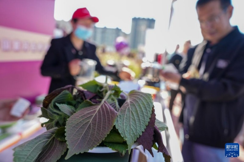 Στι? 23 Σεπτεμβρ?ου, η κομητε?α Χουαν?ν τη? επαρχ?α? Χε?λονγκτζι?νγκ διοργ?νωσε μια εκδ?λωση για τον εορτασμ? του Φεστιβ?λ Συγκομιδ?? των Αγροτ?ν στην Κ?να ?που οι επισκ?πτε? δοκ?μασαν φαγητ? perilla στον χ?ρο γευσιγνωσ?α?.