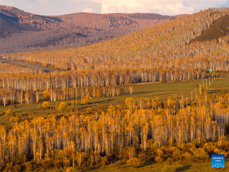 Φθινοπωριν? τοπ?ο στην Εσωτερικ? Μογγολ?α