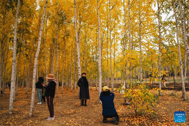 Τουρ?στε? απολαμβ?νουν το φθινοπωριν? τοπ?ο στον Βοτανικ? Κ?πο στην π?λη Τσανγκτσο?ν τη? επαρχ?α? Τζιλ?ν, στι? 12 Οκτωβρ?ου του 2025. (Φωτογραφ?α / Xinhua)