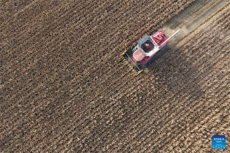 Μια αεροφωτογραφ?α που τραβ?χτηκε στι? 11 Οκτωβρ?ου του 2025 δε?χνει μια θεριστικ? μηχαν? να εργ?ζεται σε ?να χωρ?φι στην π?λη Τζαοντ?νγκ τη? επαρχ?α? Χε?λονγκτζι?νγκ. (Φωτογραφ?α / Xinhua)