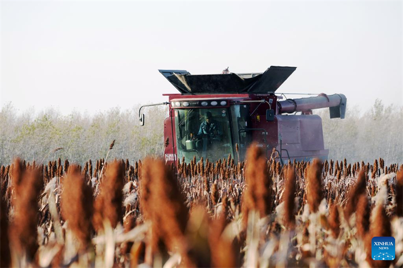 Η επαρχ?α Χε?λονγκτζι?νγκ μπα?νει στην εποχ? τη? φθινοπωριν?? συγκομιδ??