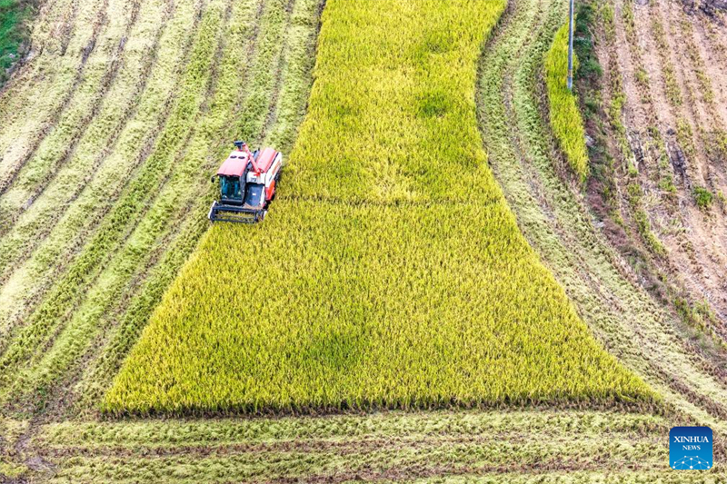 Η Κ?να εισ?ρχεται στην περ?οδο αιχμ?? τη? φθινοπωριν?? συγκομιδ??