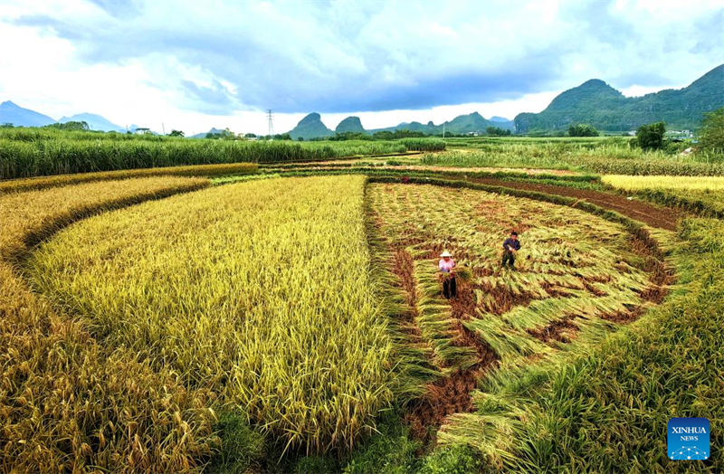 Η Κ?να εισ?ρχεται στην περ?οδο αιχμ?? τη? φθινοπωριν?? συγκομιδ??