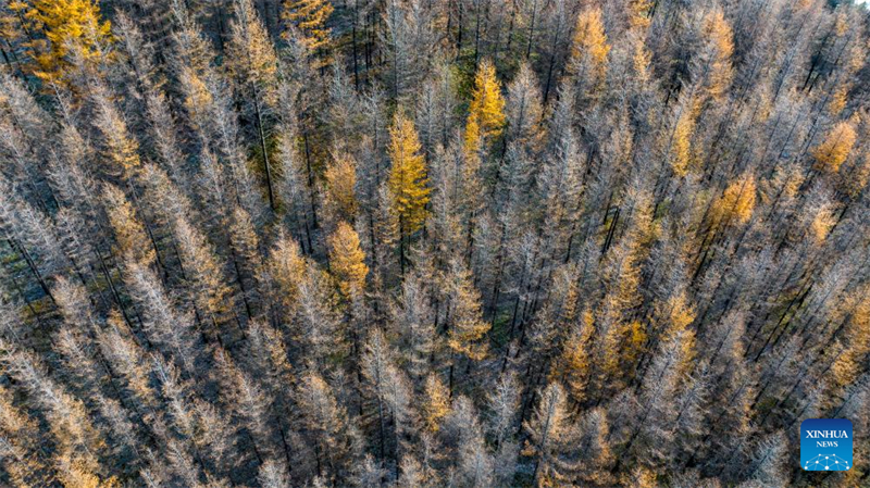 Φθινοπωριν? τοπ?ο του Βουνο? Λιοουπανσ?ν στην Αυτ?νομη Περιοχ? Νινγκσι?