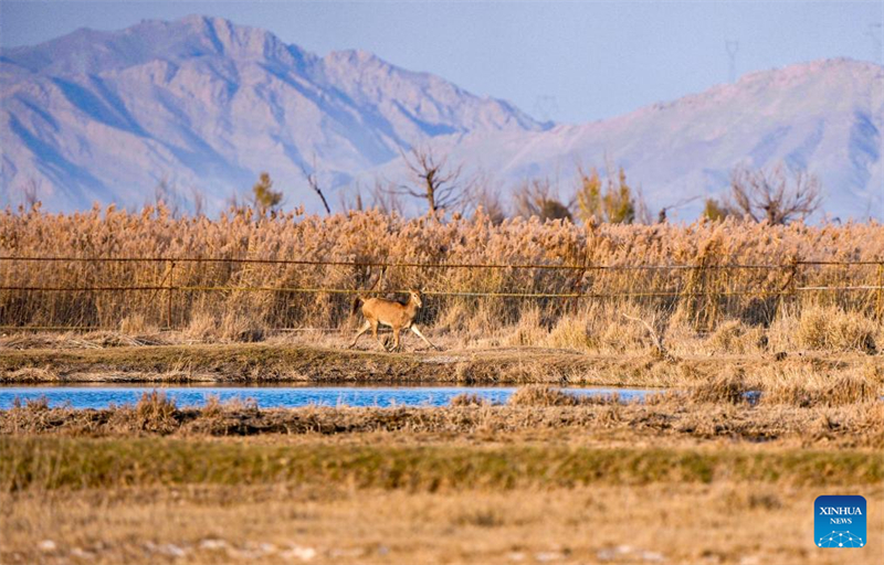 Ελ?φια Μιλο? στο Φυσικ? Καταφ?γιο Υγροτ?πων του Ταμιευτ?ρα Τσινγκτονγκσι?