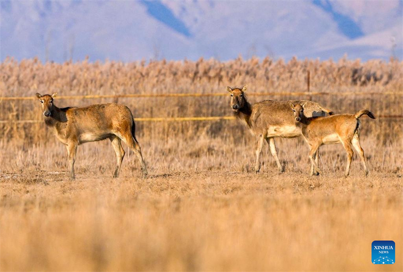 Ελ?φια Μιλο? στο Φυσικ? Καταφ?γιο Υγροτ?πων του Ταμιευτ?ρα Τσινγκτονγκσι?