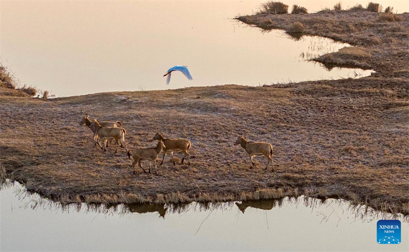 Ελ?φια Μιλο? στο Φυσικ? Καταφ?γιο Υγροτ?πων του Ταμιευτ?ρα Τσινγκτονγκσι?
