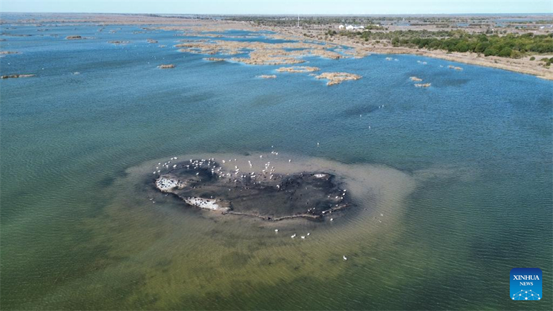 Αποδημητικ? πουλι? στο Εθνικ? Φυσικ? Καταφ?γιο του Δ?λτα του Κ?τρινου Ποταμο?